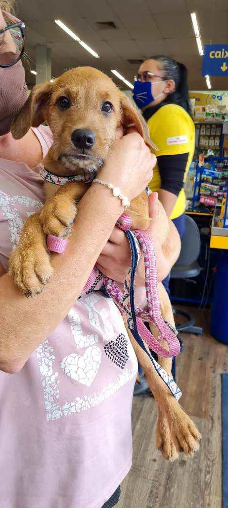 Cachorro raça SRD idade 2 a 6 meses nome SIMBA