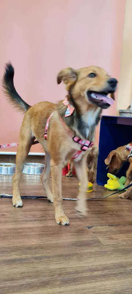 Cachorro raça SRD idade 7 a 11 meses nome MALU