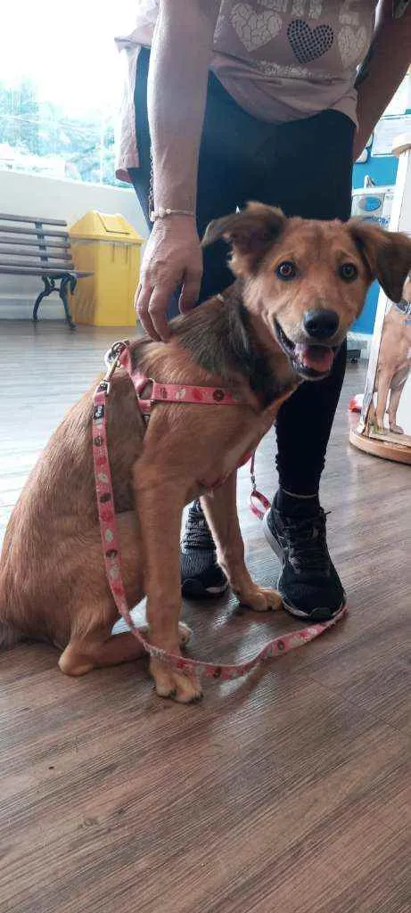 Cachorro raça SRD idade 7 a 11 meses nome MALU