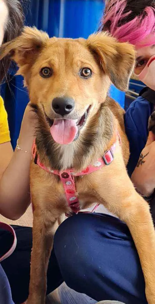 Cachorro raça SRD idade 7 a 11 meses nome MALU