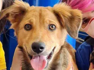 Cachorro raça SRD idade 7 a 11 meses nome MALU