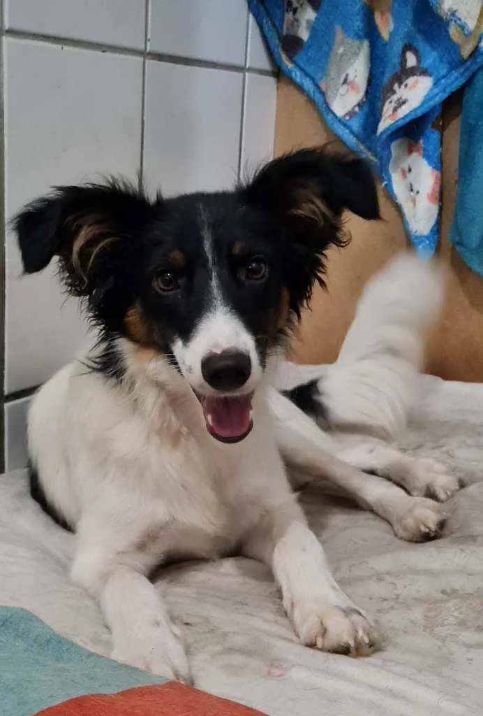 Cachorro raça SRD idade 7 a 11 meses nome ARAPOTY