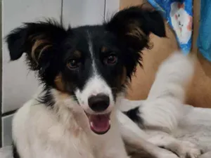 Cachorro raça SRD idade 7 a 11 meses nome ARAPOTY