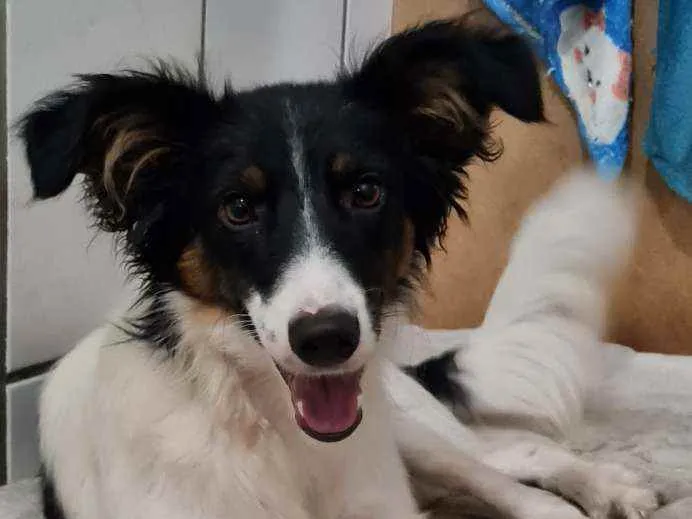 Cachorro raça SRD idade 7 a 11 meses nome ARAPOTY