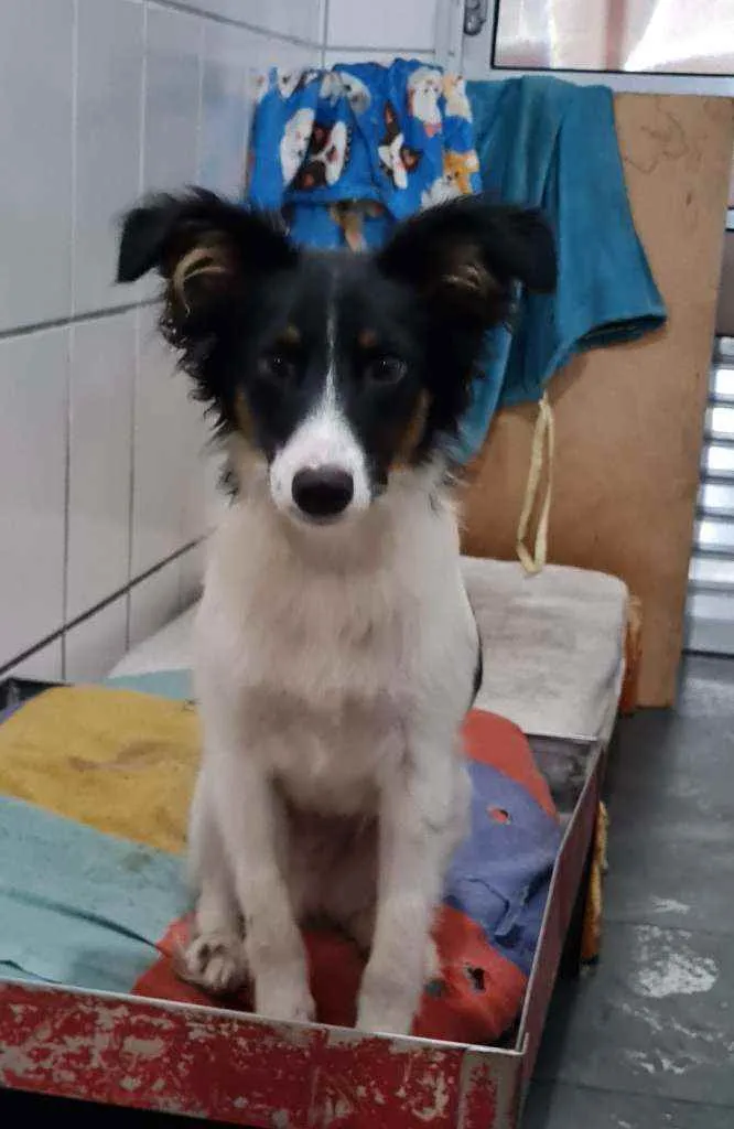 Cachorro raça SRD idade 7 a 11 meses nome ARAPOTY