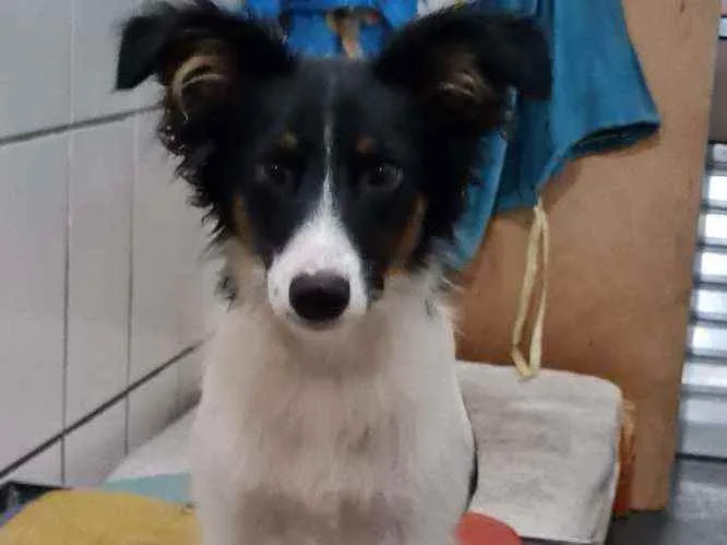 Cachorro raça SRD idade 7 a 11 meses nome ARAPOTY