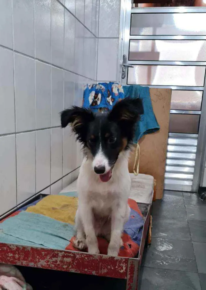 Cachorro raça SRD idade 7 a 11 meses nome ARAPOTY
