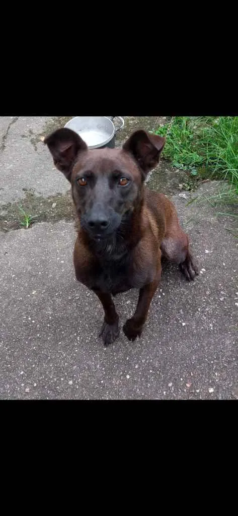 Cachorro ra a Não definida idade 4 anos nome Pretinha