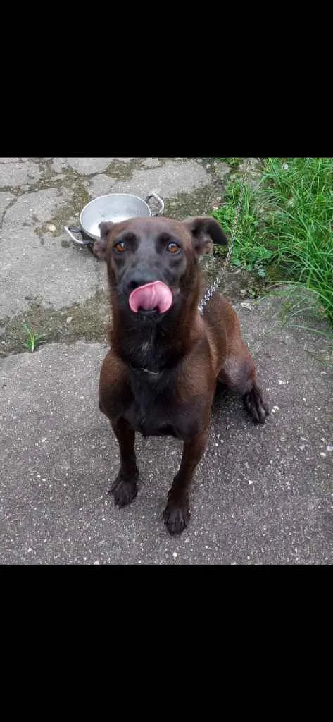 Cachorro ra a Não definida idade 4 anos nome Pretinha