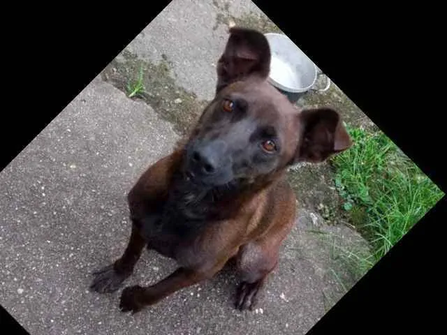 Cachorro ra a Não definida idade 4 anos nome Pretinha