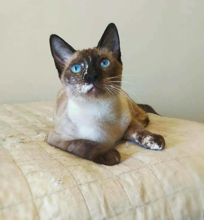 Gato raça srd idade 2 a 6 meses nome April