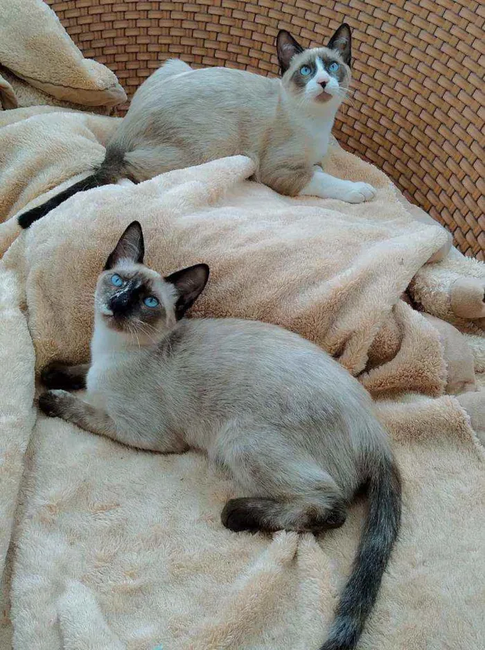 Gato ra a srd idade 2 a 6 meses nome April
