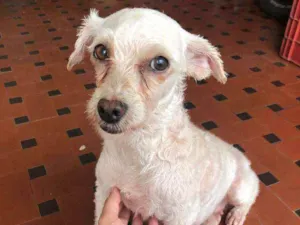 Cachorro raça Poodle idade 6 ou mais anos nome Perola