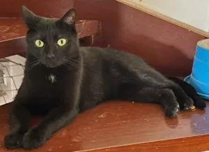 Gato raça SRD idade 2 anos nome DIADORIM