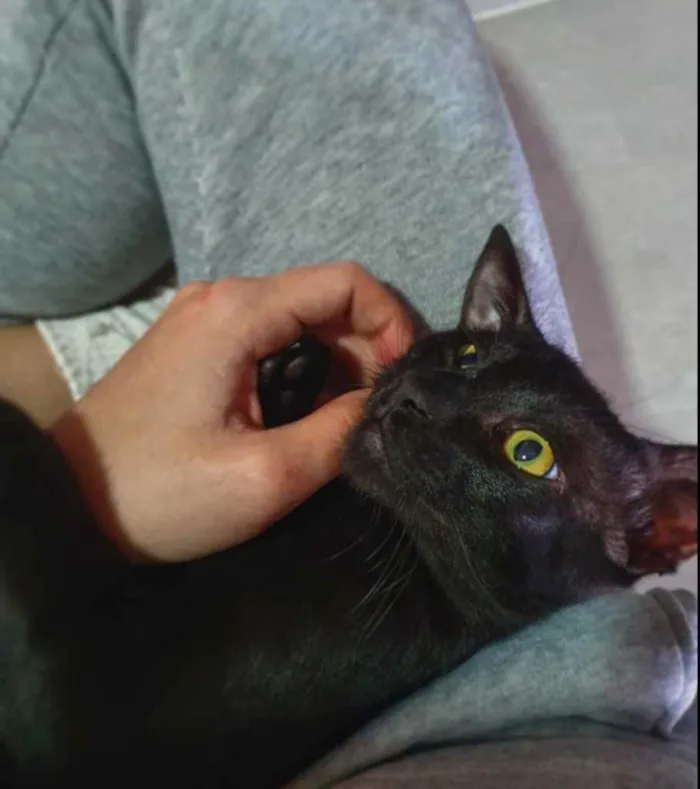 Gato ra a SRD idade 2 a 6 meses nome BANGUELA