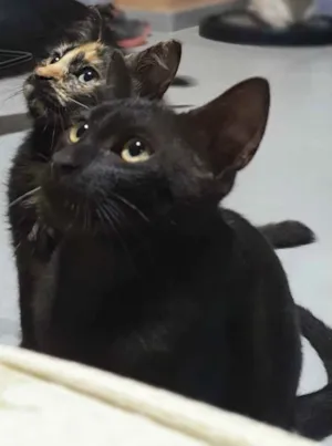 Gato raça SRD idade 2 a 6 meses nome BANGUELA