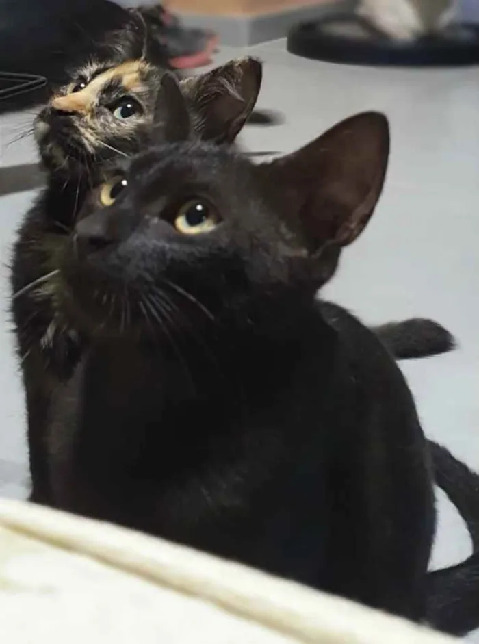 Gato ra a SRD idade 2 a 6 meses nome BANGUELA