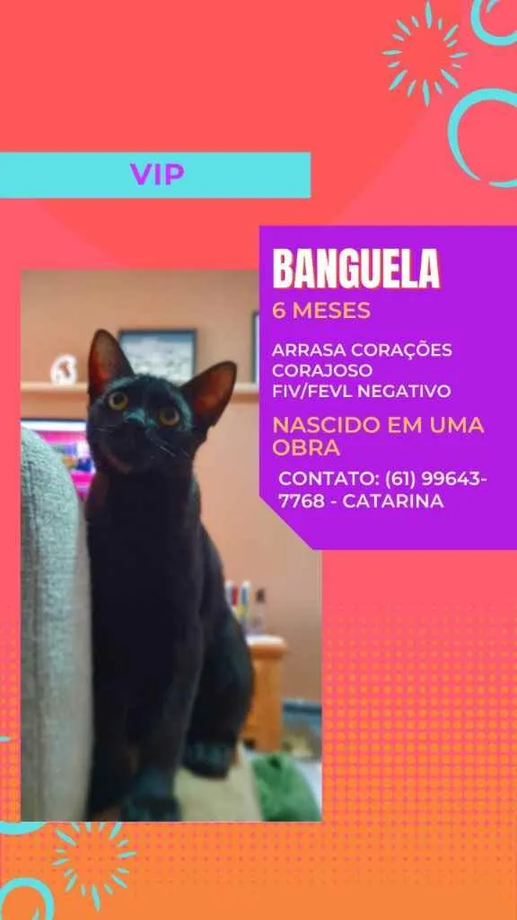 Gato ra a SRD idade 2 a 6 meses nome BANGUELA