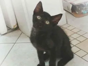 Gato raça srd idade 2 a 6 meses nome Ninna