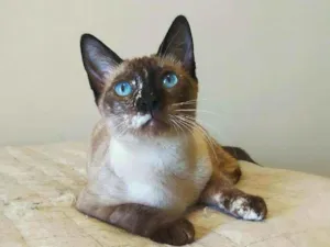Gato raça srd idade 2 a 6 meses nome April