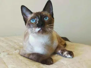 Gato raça srd idade 2 a 6 meses nome April