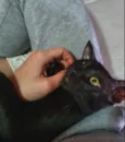 ODIN