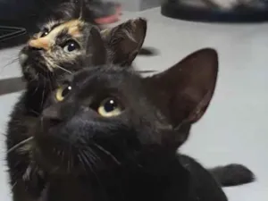 Gato raça SRD idade 2 a 6 meses nome ODIN