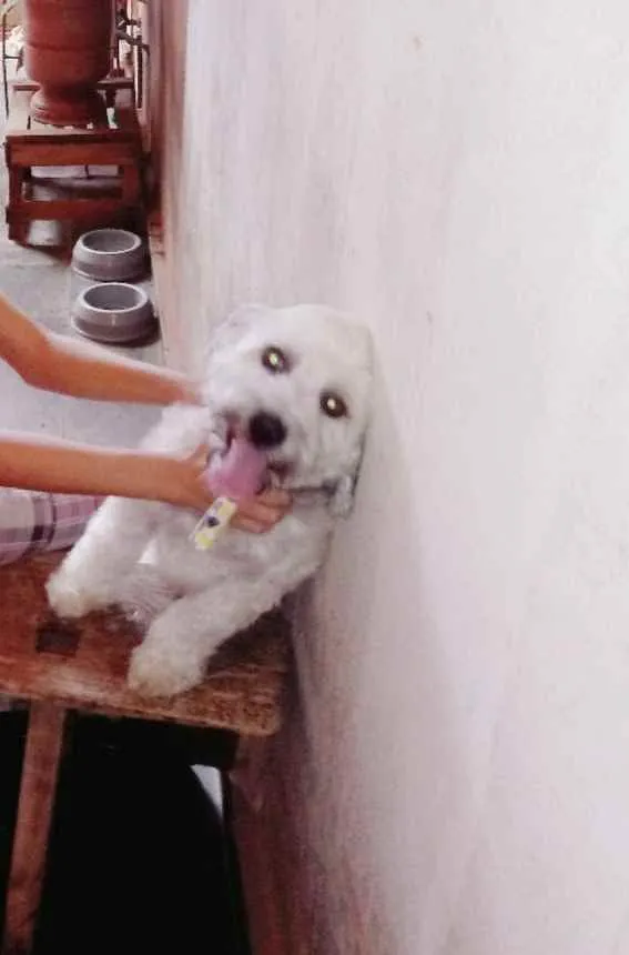 Cachorro raça Poodle idade 5 anos nome Bolota