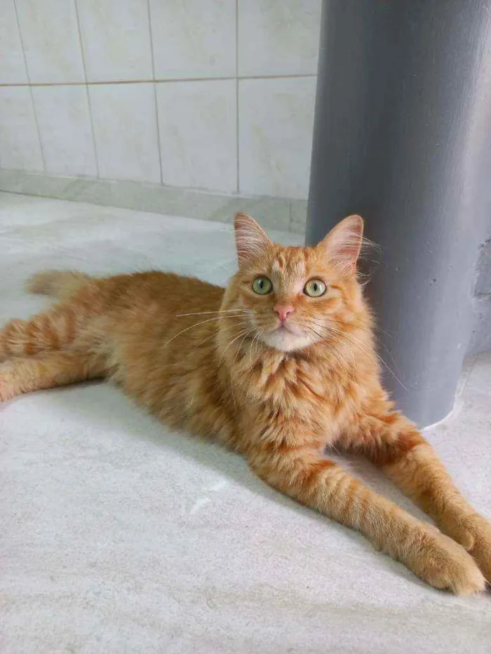 Gato raça Srd idade 1 ano nome Summer