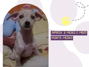 Cachorro raça Srd idade 2 a 6 meses nome Velma