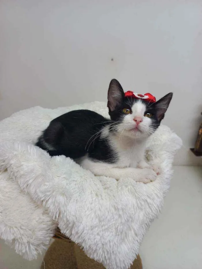 Gato raça Srd idade 2 a 6 meses nome Sofia 