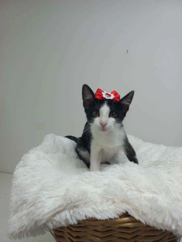 Gato raça Srd idade 2 a 6 meses nome Sofia 