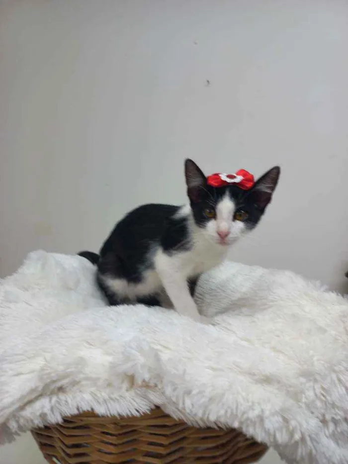 Gato raça Srd idade 2 a 6 meses nome Sofia 