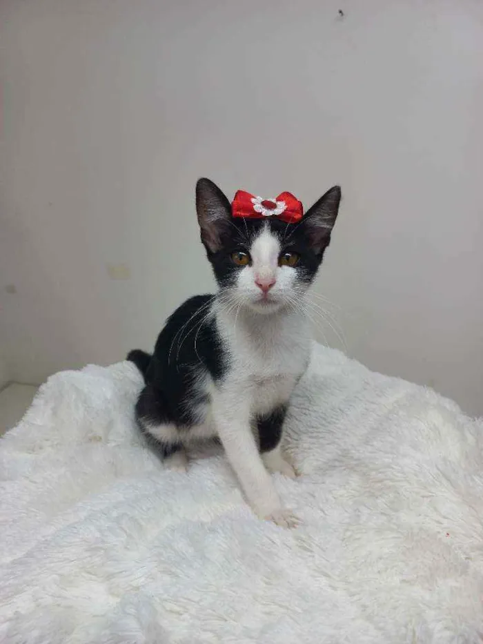 Gato raça Srd idade 2 a 6 meses nome Sofia 