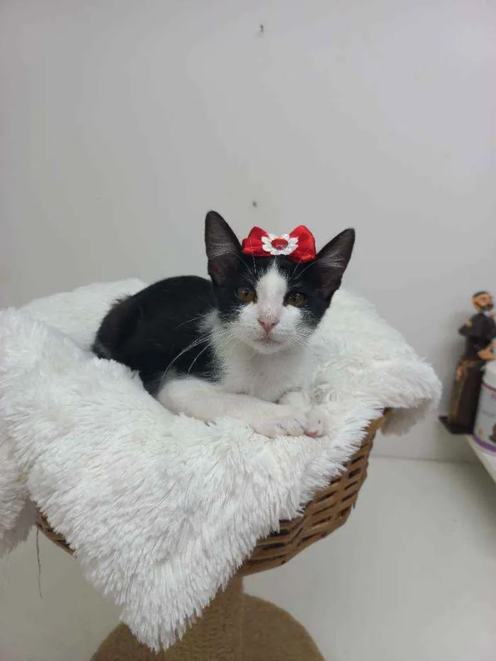 Gato raça Srd idade 2 a 6 meses nome Sofia 