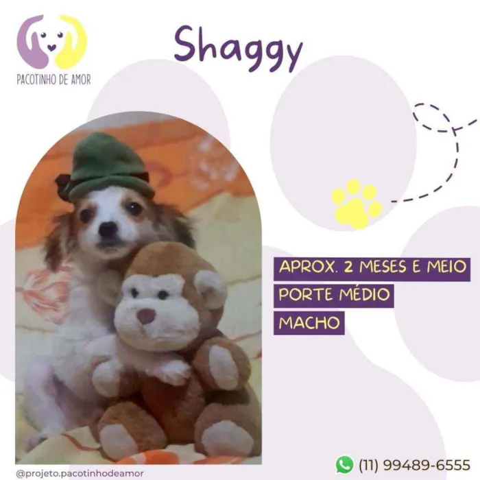 Cachorro raça Srd idade 2 a 6 meses nome Shaggy