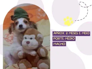 Cachorro raça Srd idade 2 a 6 meses nome Shaggy
