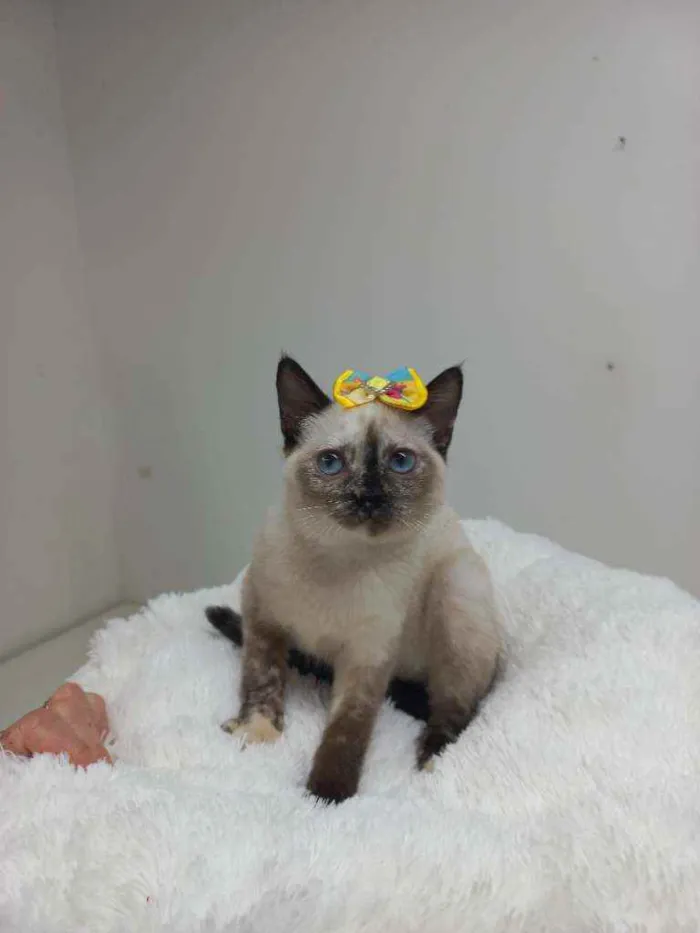 Gato raça Srd idade Abaixo de 2 meses nome Hannah