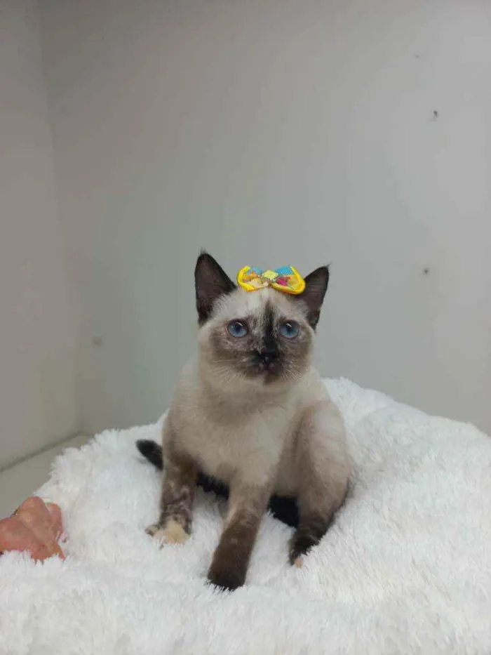 Gato raça Srd idade Abaixo de 2 meses nome Hannah