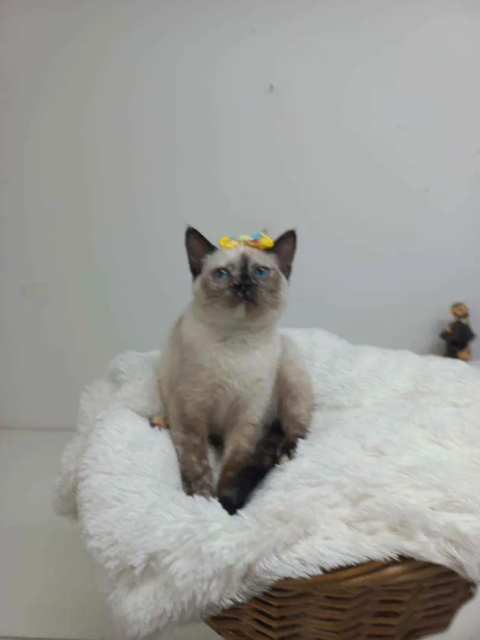 Gato raça Srd idade Abaixo de 2 meses nome Hannah