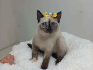 Gato raça Srd idade Abaixo de 2 meses nome Hannah