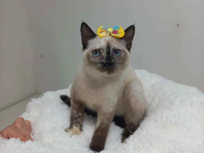 Gato raça Srd idade Abaixo de 2 meses nome Hannah