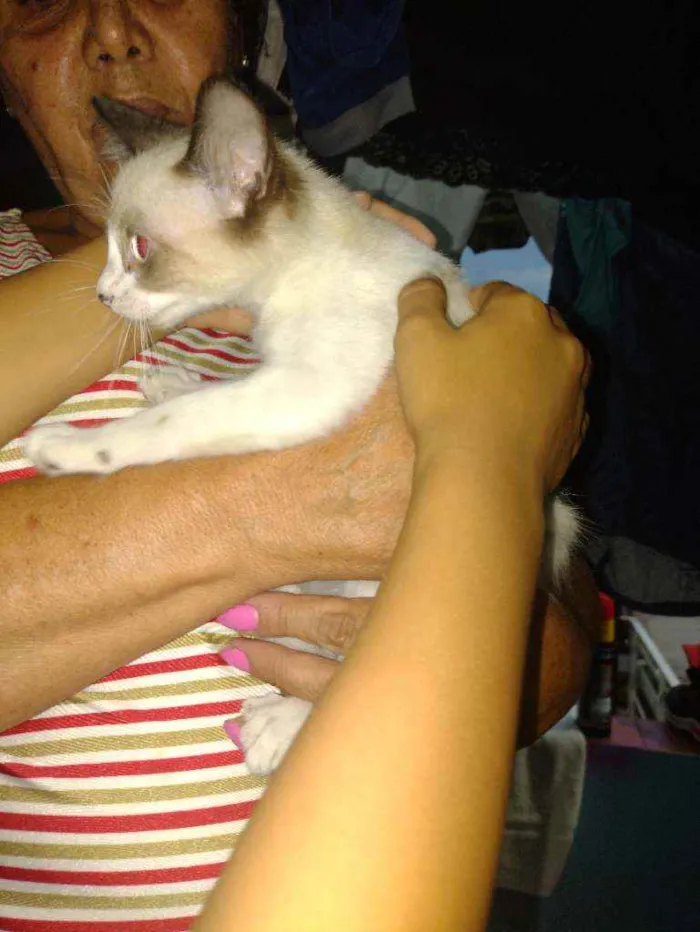 Gato ra a  idade Abaixo de 2 meses nome Não tem ainda 