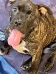Cachorro raça American bully  idade 2 a 6 meses nome Pandora