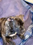Cachorro raça American bully  idade 2 a 6 meses nome Pandora