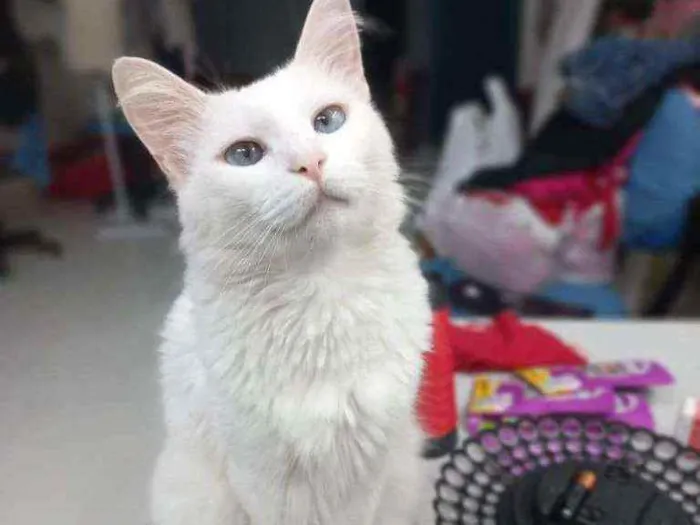 Gato raça Srd idade 1 ano nome Neve