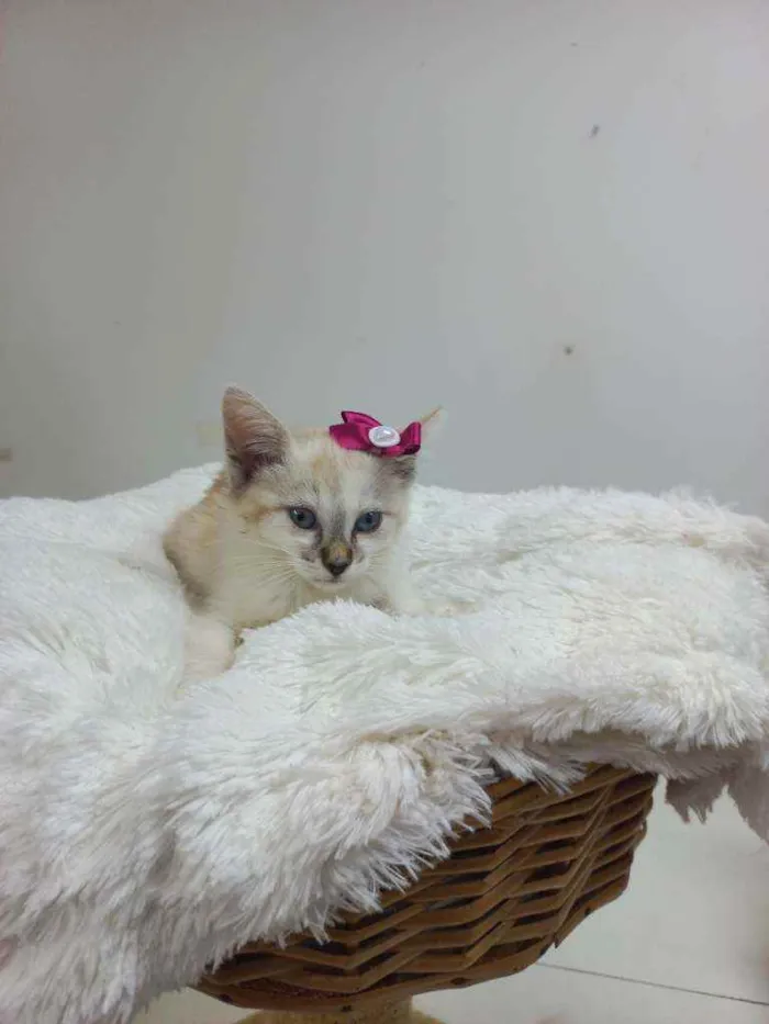 Gato raça Srd idade Abaixo de 2 meses nome Jully