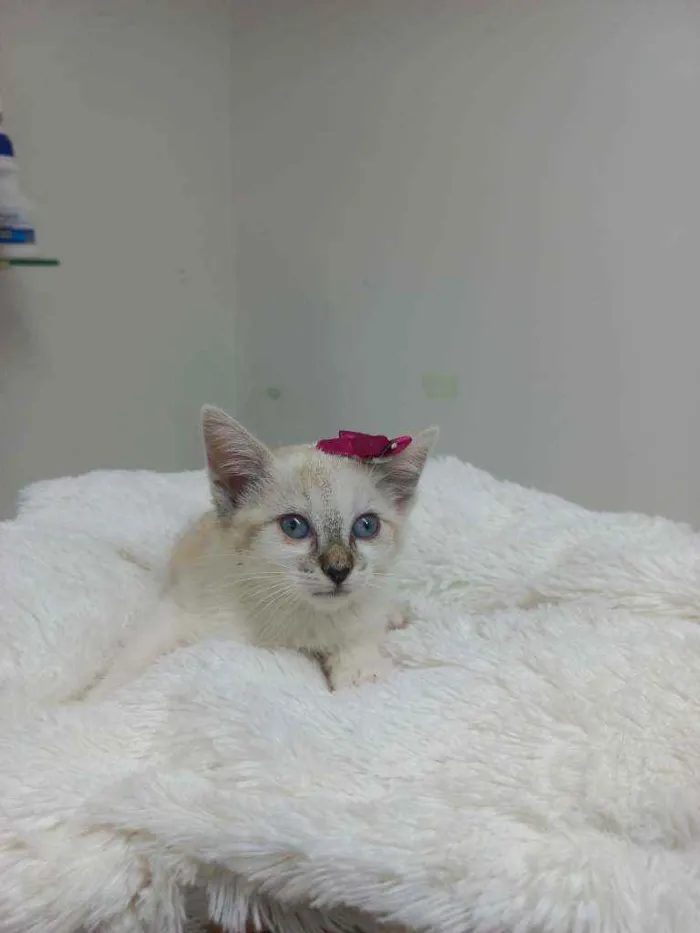 Gato raça Srd idade Abaixo de 2 meses nome Jully