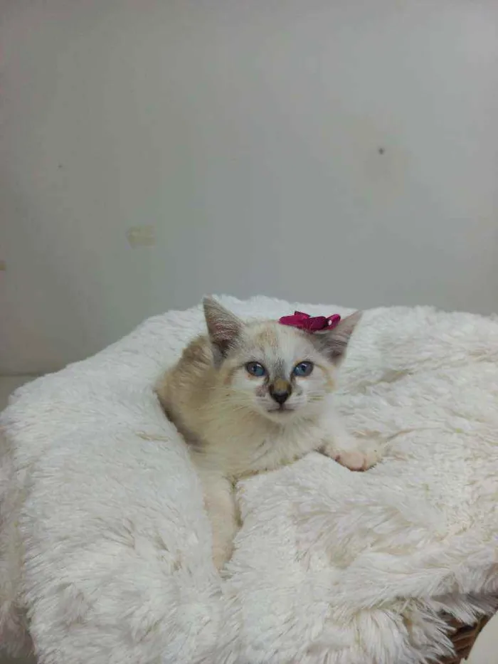 Gato raça Srd idade Abaixo de 2 meses nome Jully