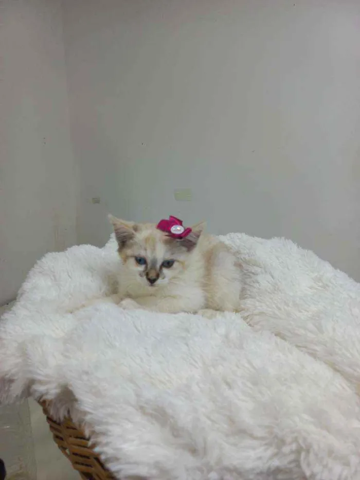 Gato raça Srd idade Abaixo de 2 meses nome Jully